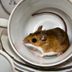 Hereâ€™s Why Having a Mouse Problem Is Worse Than You Thought