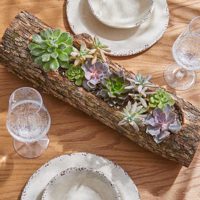 SUCCULENT LOG