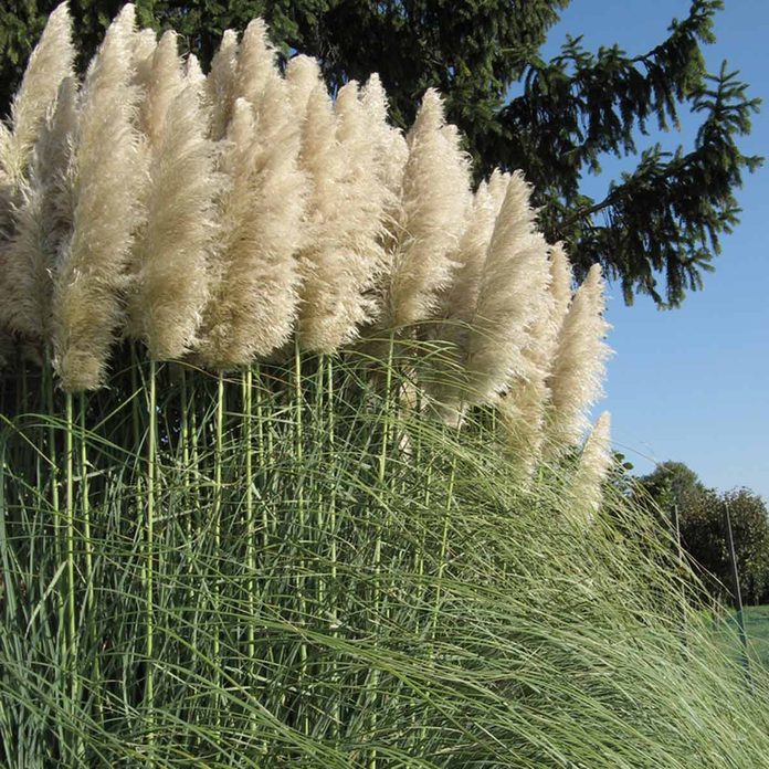 Pampas