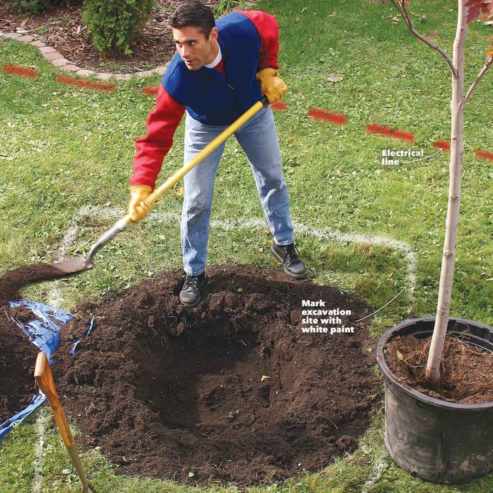 digging holes hole for planting trees