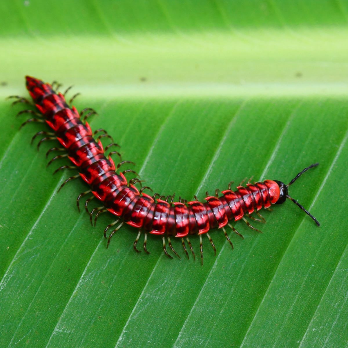 Millipedes