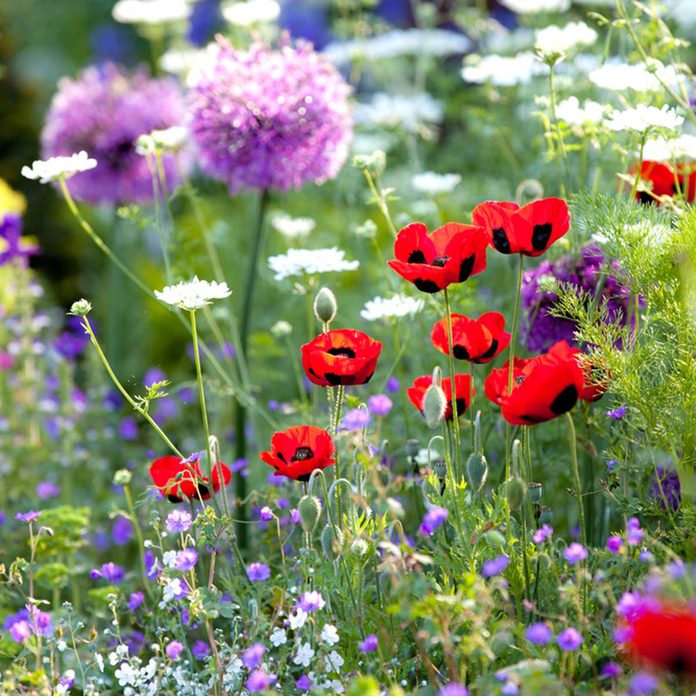 flowers