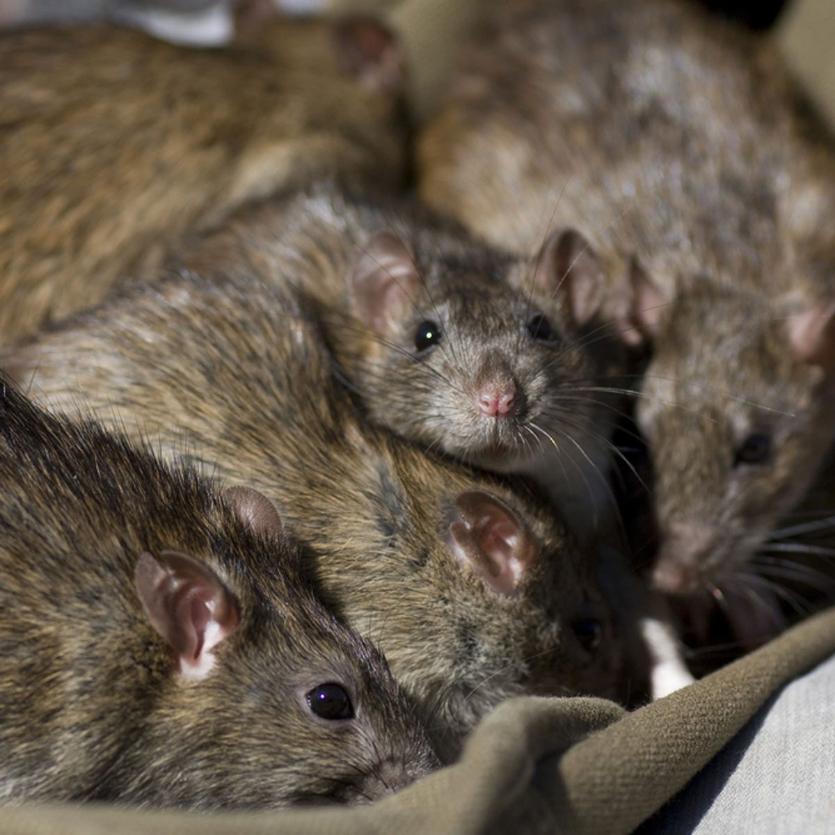 A group of small brown rats rests closely together on a fabric surface, some looking directly at the observer while others appear more concealed.