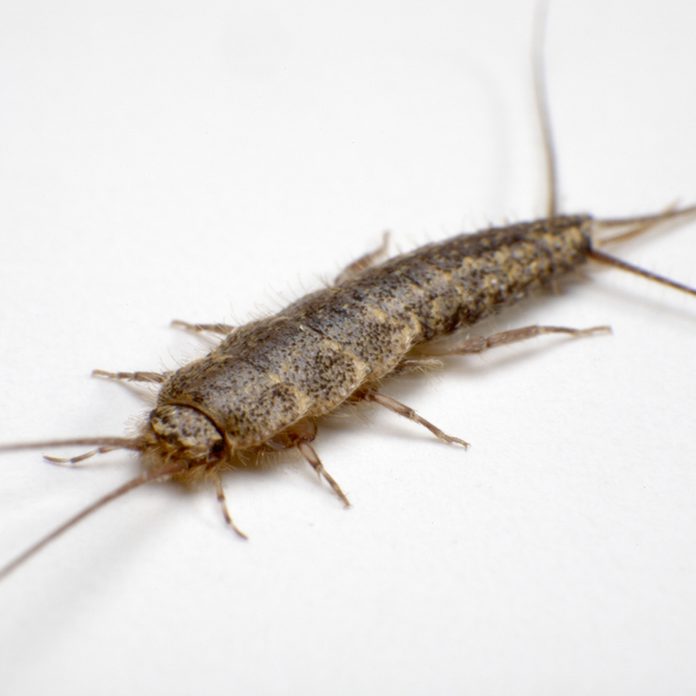 bug
