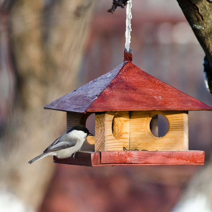 bird