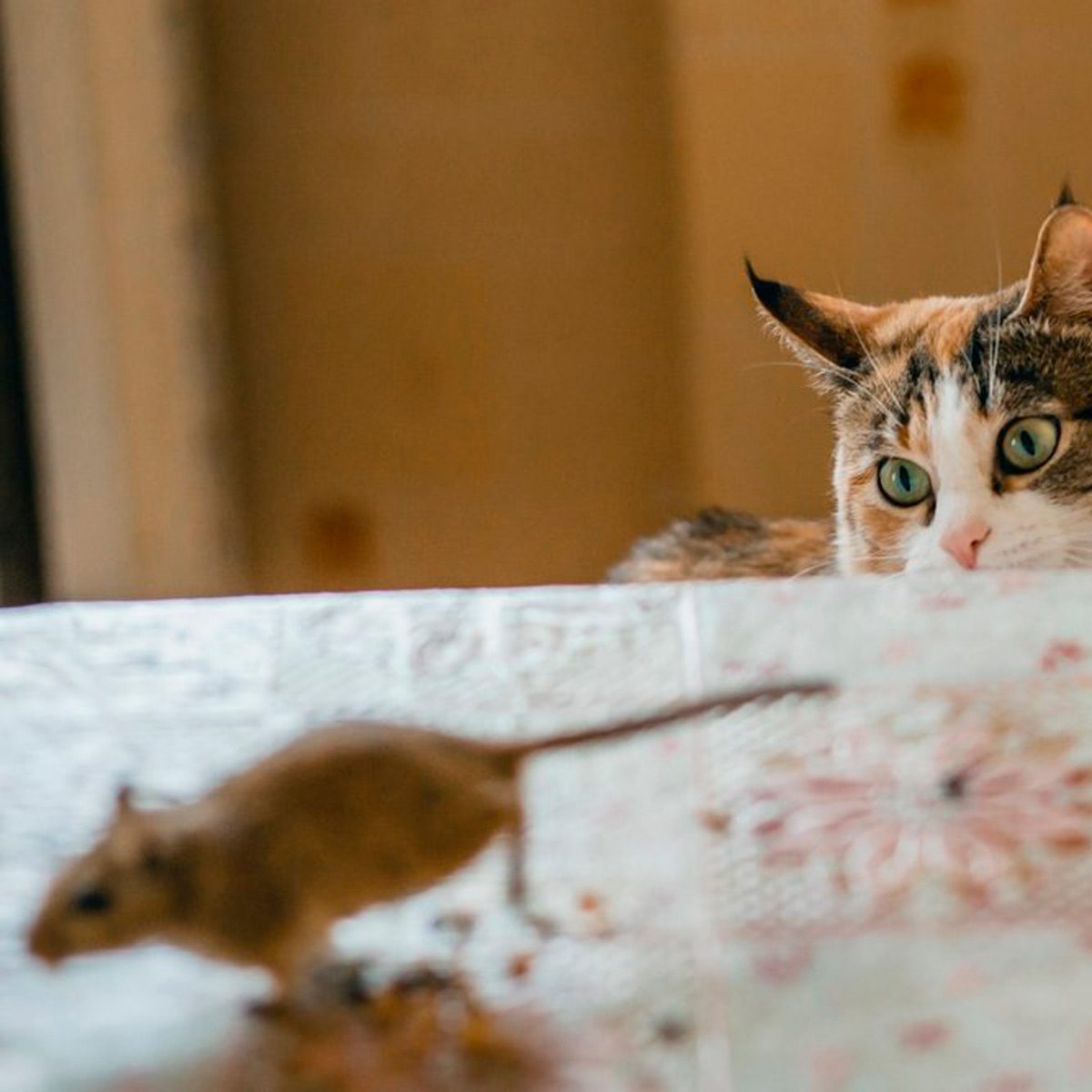 A cat crouches behind a table, intently watching a small rodent scurrying away across the surface, set in a softly lit indoor space.