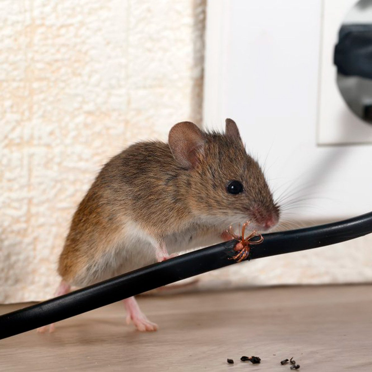 A mouse stands on a black wire, inspecting a spider nearby on the wire, with a textured wall and power outlet in the background.