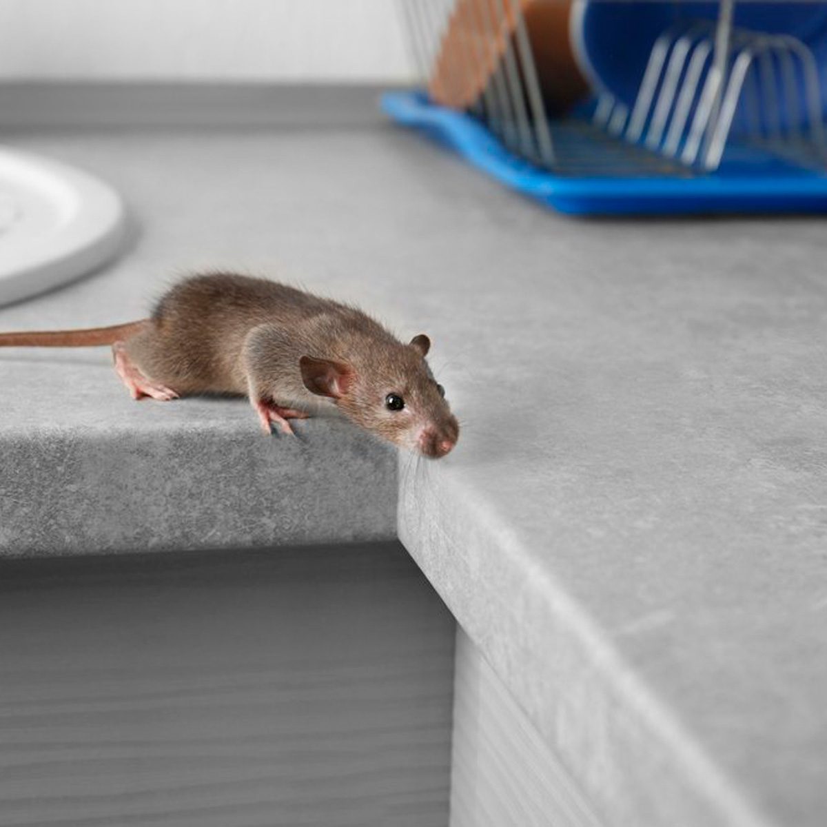 A mouse is cautiously exploring the edge of a gray countertop, with a white sink and utensil holder in the blurred background.