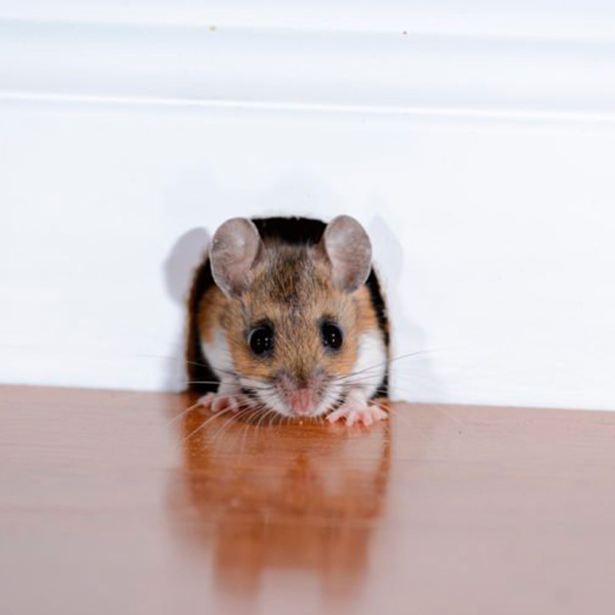 A small mouse is emerging from a hole in the wall, poised on its front paws, with wooden flooring visible beneath it.