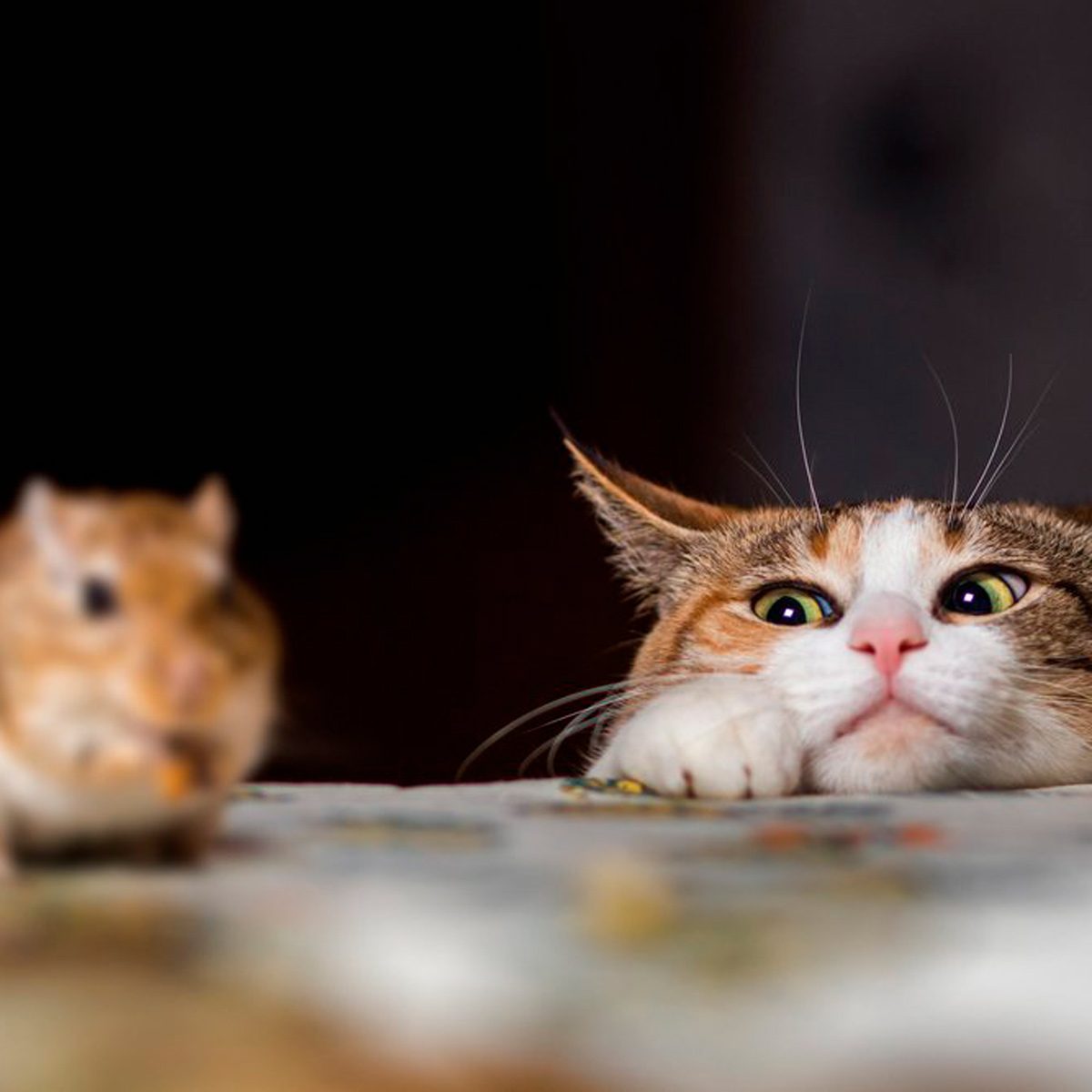 A cat rests its chin on a table, eyeing a small rodent nearby, in a dimly lit environment that enhances their curious expressions.