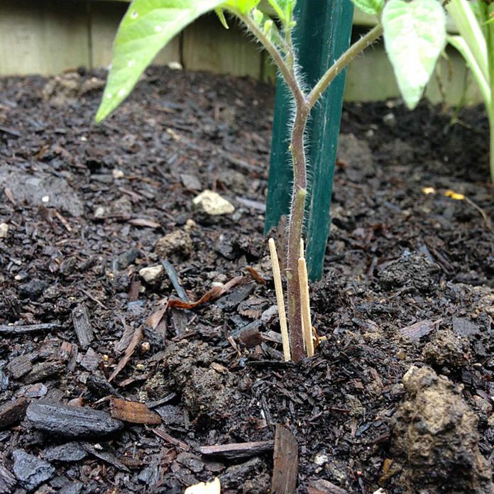 seedlings