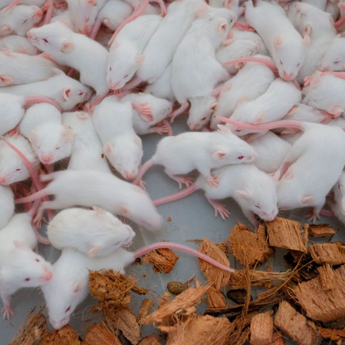 Small white mice scurry across a surface, interacting with wood shavings scattered nearby, creating a busy scene in a confined space.