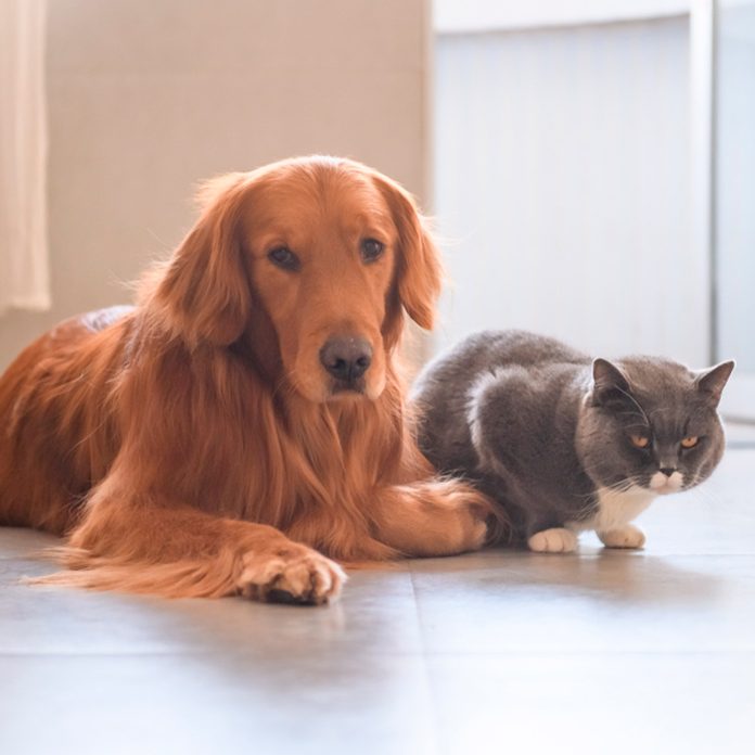 pet