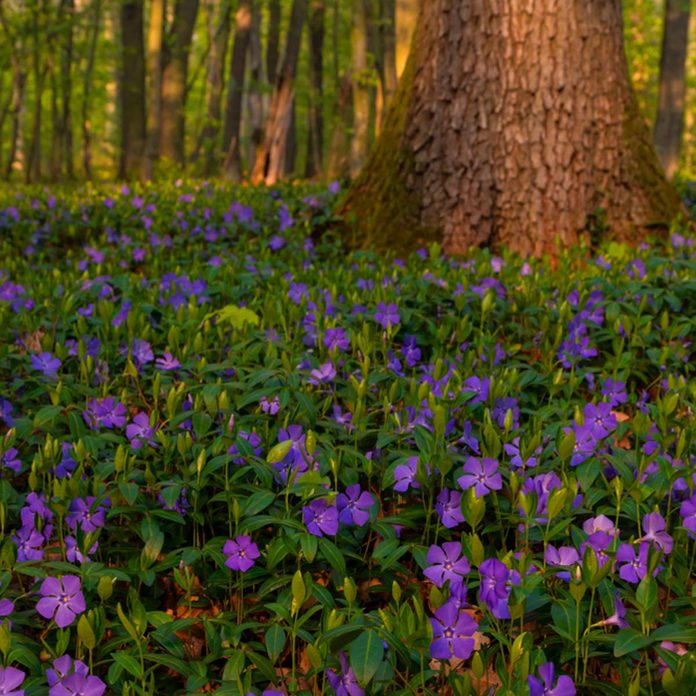 purple