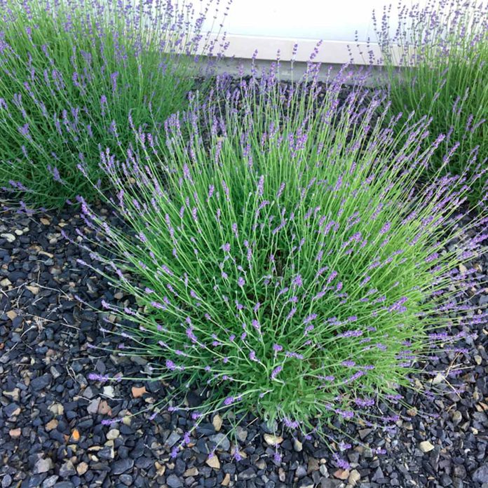 lavender