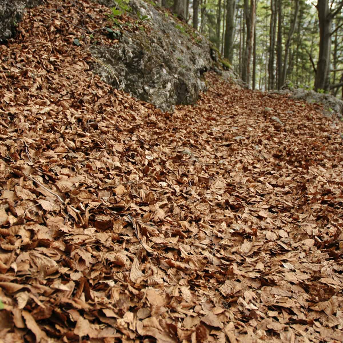 woods