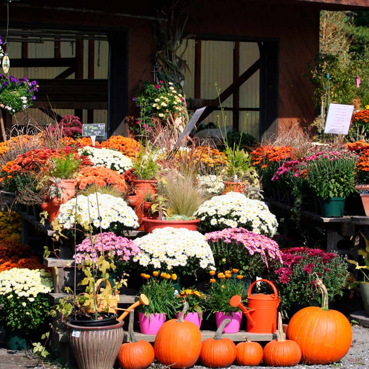 A vibrant display of colorful flowers in pots and arrangements, alongside pumpkins, occupies a rustic outdoor garden setting.