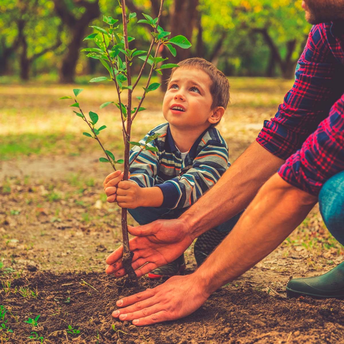 A child clutches a small tree while an adult gently assists in planting it in a grassy, sunlit area filled with trees.