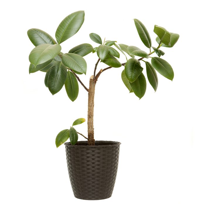 plant