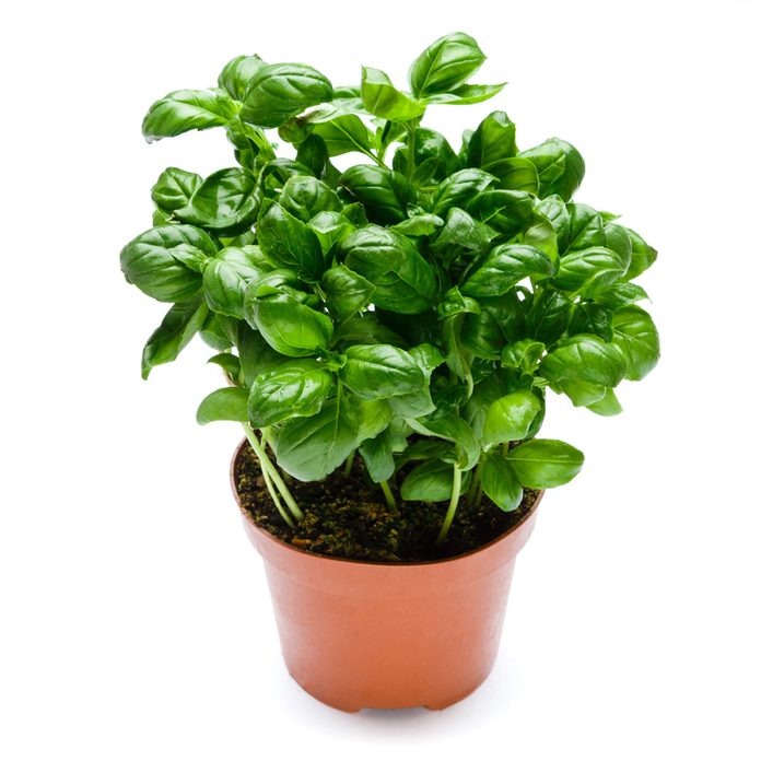 basil