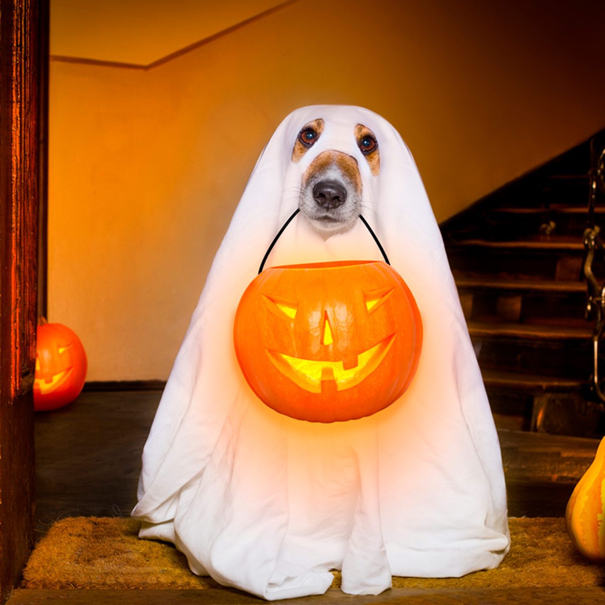 A dog dressed as a ghost holds a carved pumpkin with a glowing face, standing on a mat amid pumpkin decorations in a dimly lit interior.