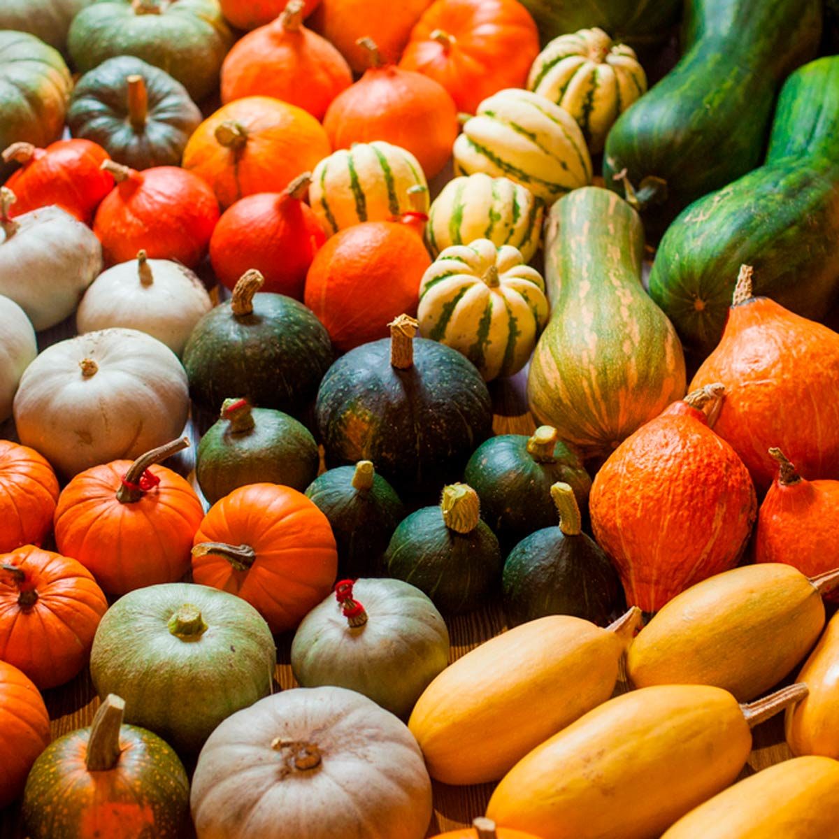 A variety of colored pumpkins and squash are displayed on a wooden surface, showcasing round, elongated, and striped shapes in orange, green, and white hues.