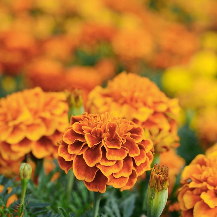 marigolds