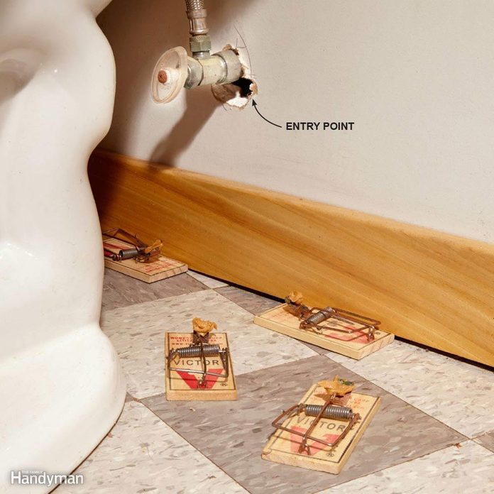 mouse trap
