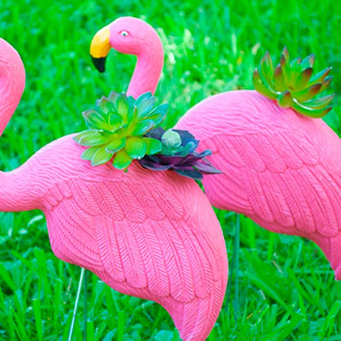Flamingo