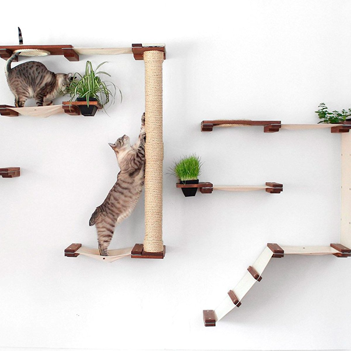 Two cats interact with a wall-mounted climbing system, one scratching a post while the other explores nearby plants on shelves above.