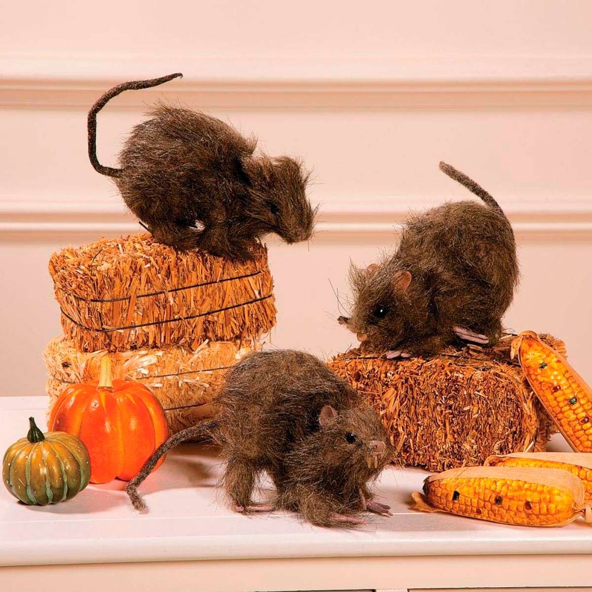 Rats