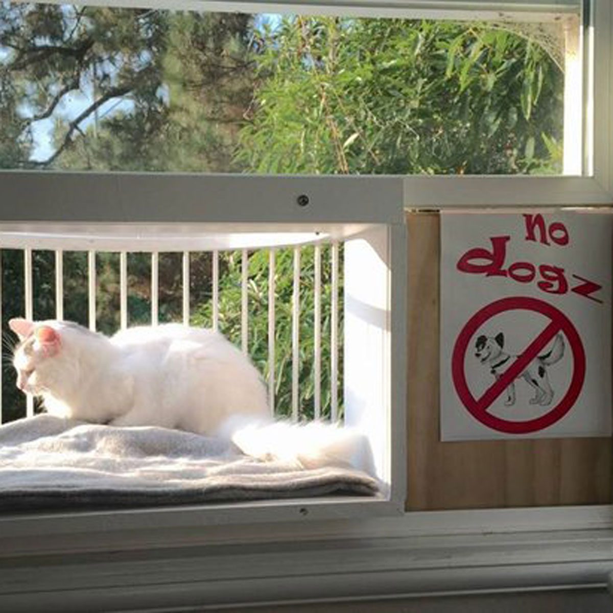 A white cat rests on a soft blanket in a window, with a "no dogs" sign visible nearby and greenery outside.
