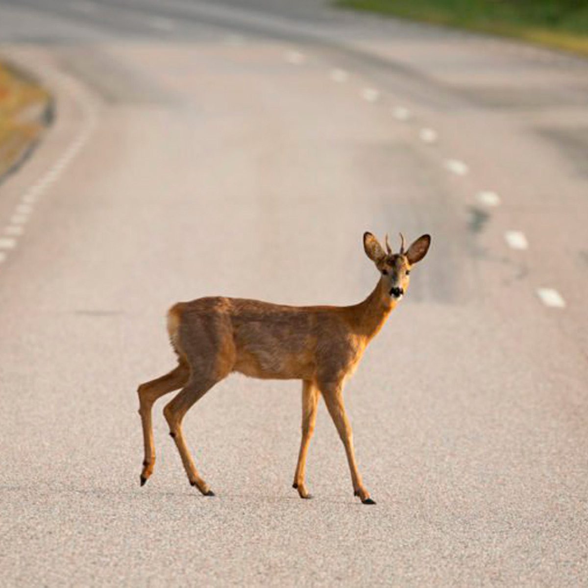 A deer crosses a vacant road, pausing mid-stride while looking back, surrounded by a landscape that hints at a rural setting.