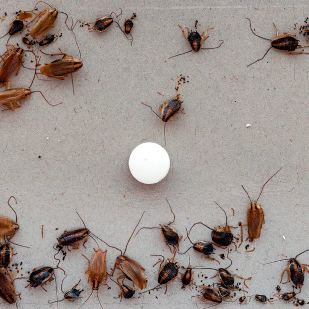 Cockroaches surround a small white pill on a flat, light-colored surface, indicating an attempt to manage pests in an indoor environment.
