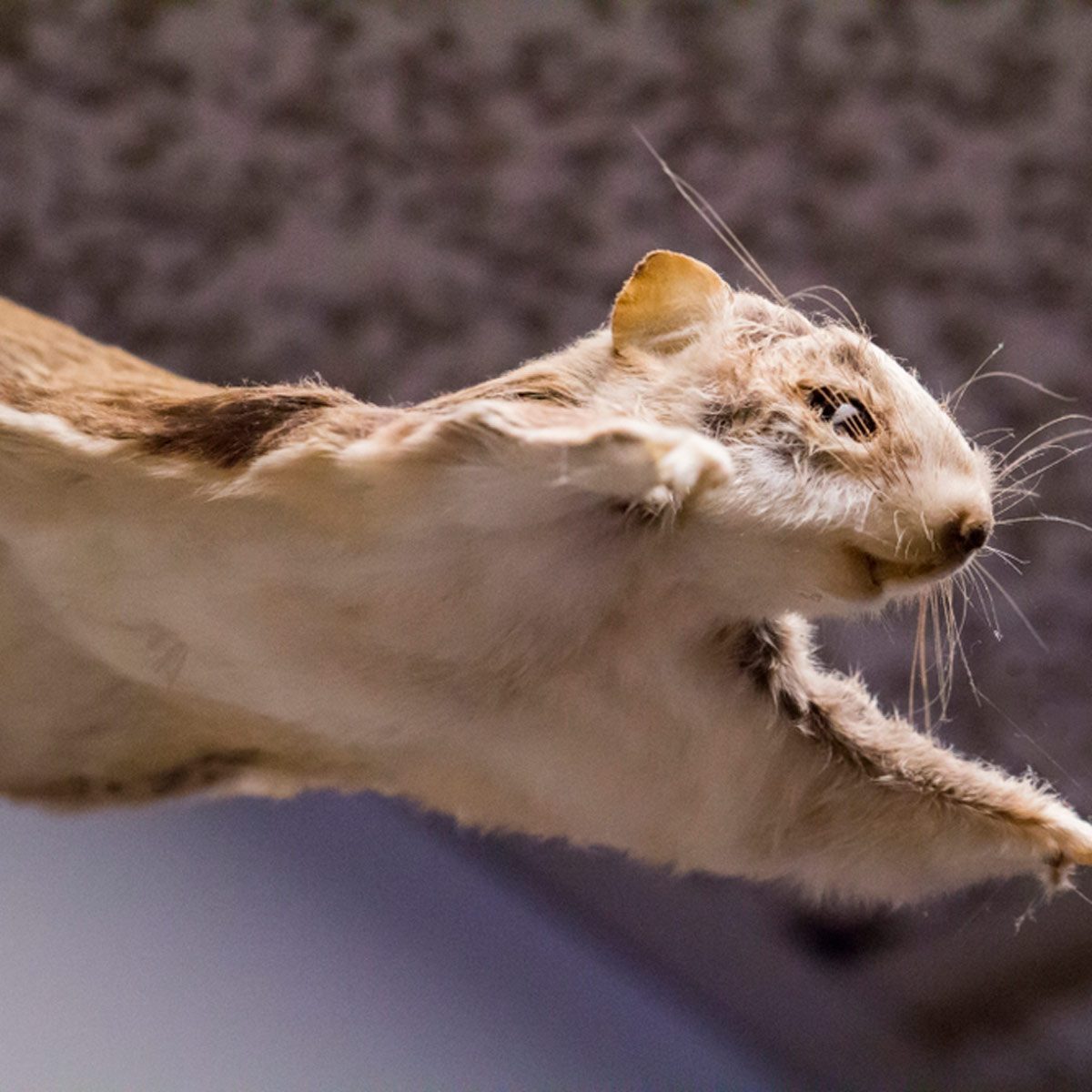 A rabbit leaps through the air, extending its limbs, against a blurred background that suggests an indoor setting.