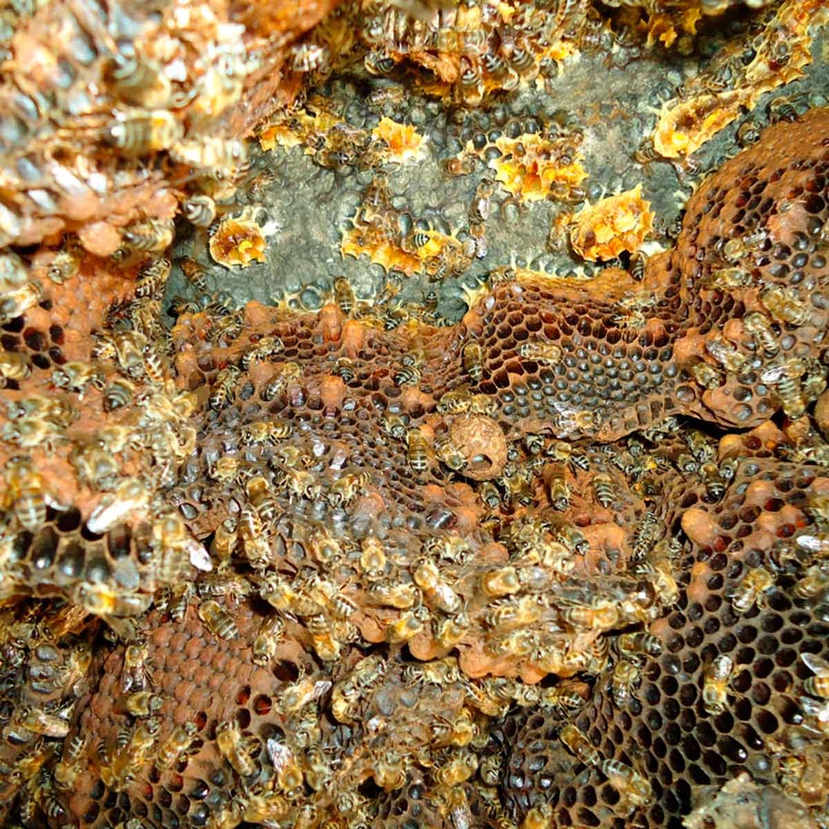 A cluster of honeybees is busily moving around honeycomb cells in a dark, natural cavity filled with wax and honey remnants.