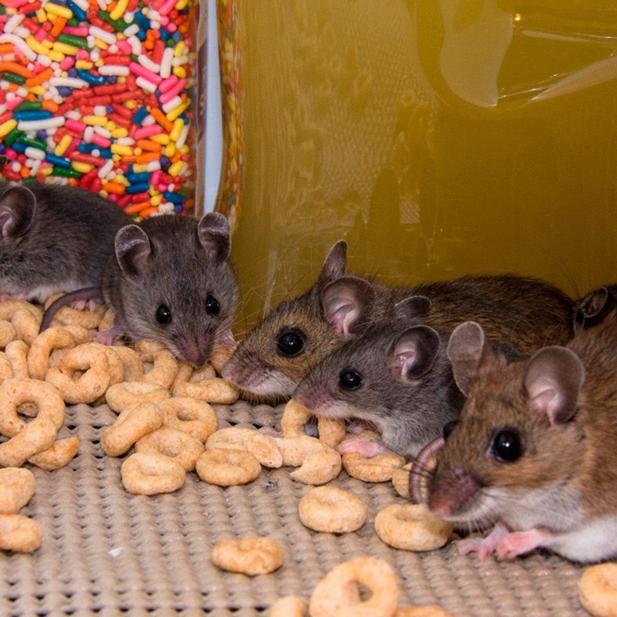 Five mice are foraging for food among scattered cereal rings, with colorful sprinkles and a yellow container visible in the background.