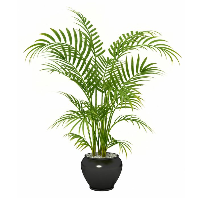 Bamboo