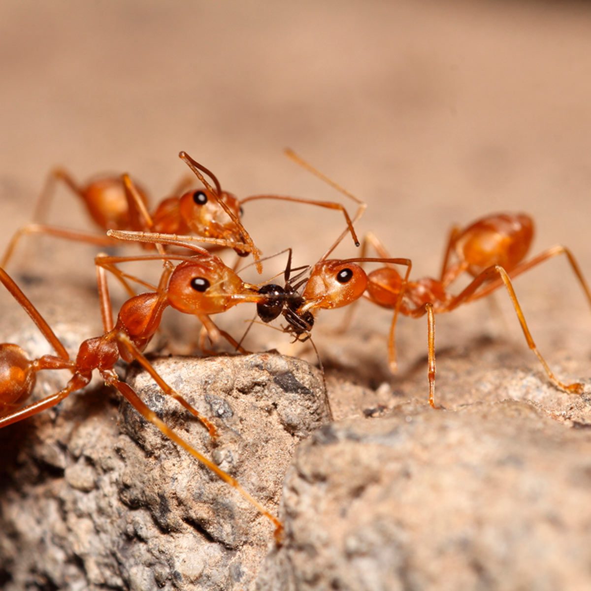 Orange ants are grasping a black ant on a rocky surface, engaging in what appears to be a struggle or cooperative action.