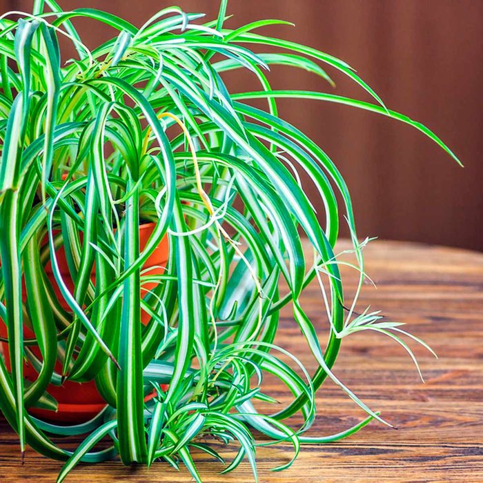 plant
