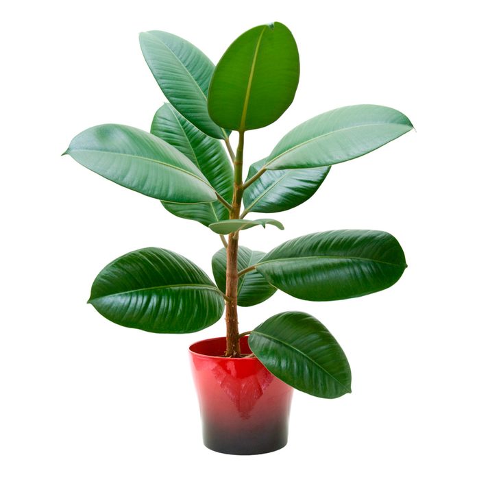 plant