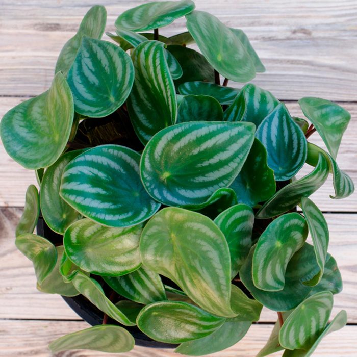leaf of nontoxic houseplants