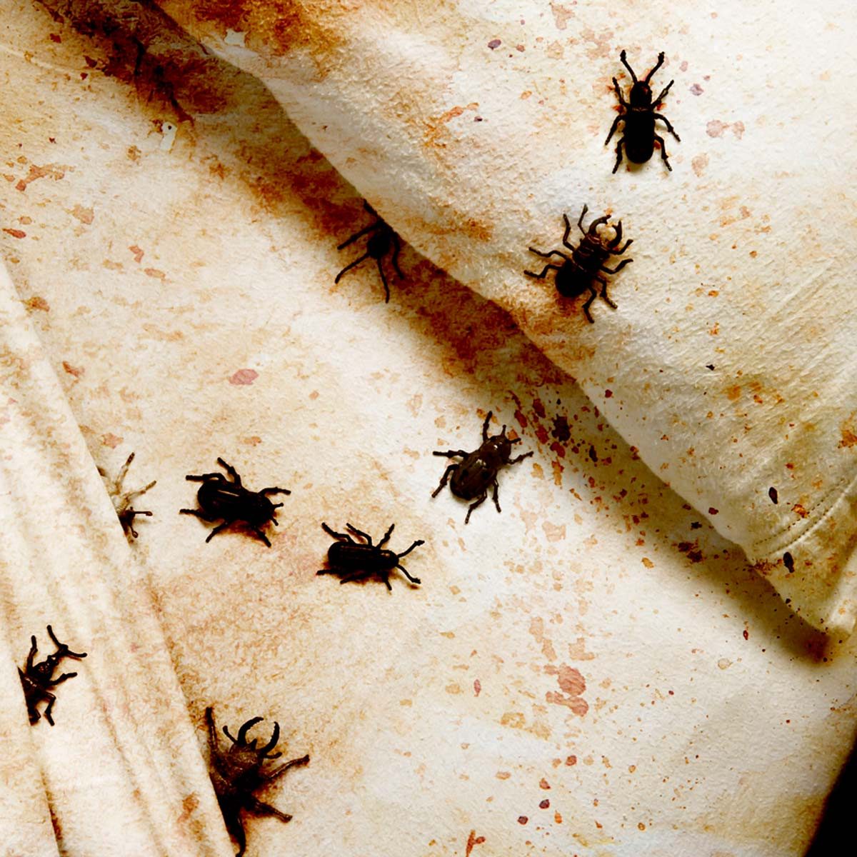 A patterned fabric features several dark insects crawling across its surface, amidst brownish stains and a textured background, suggesting an unkempt environment.