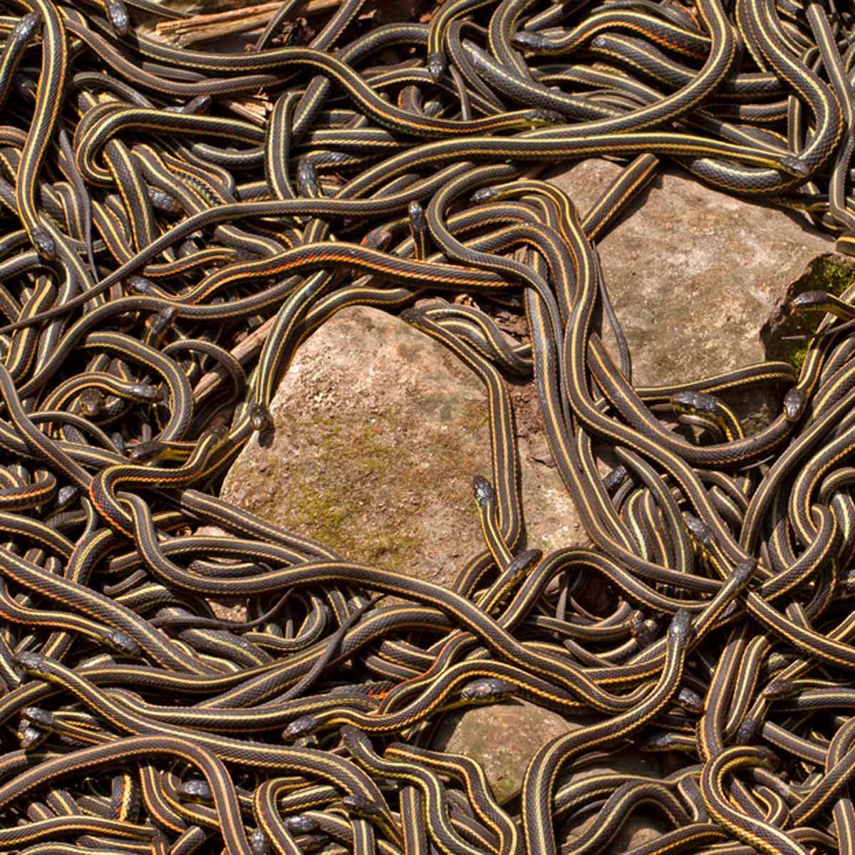 A group of numerous striped snakes intertwines and moves over rocky terrain, creating a chaotic yet organized display against the natural backdrop.