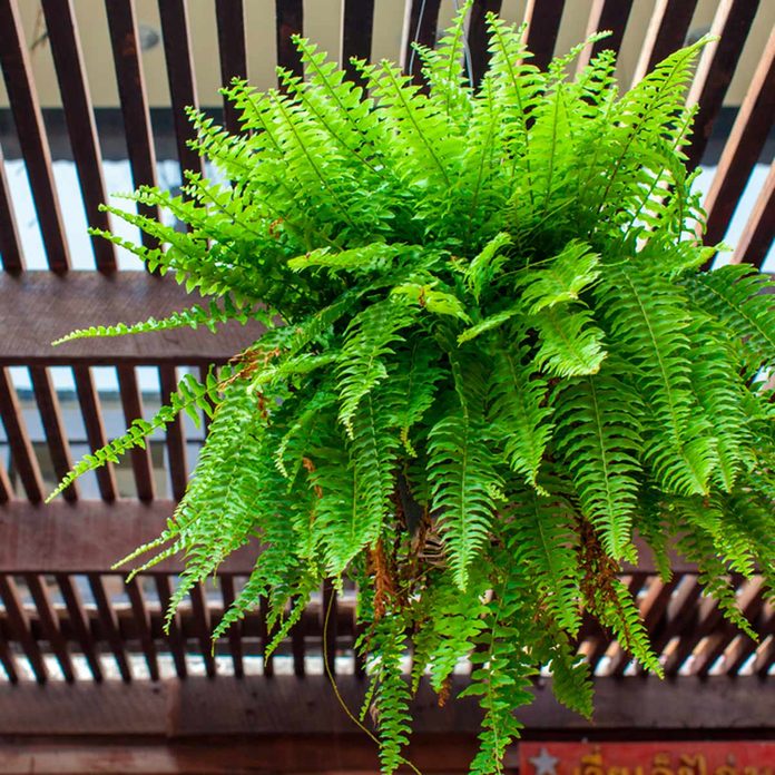Fern