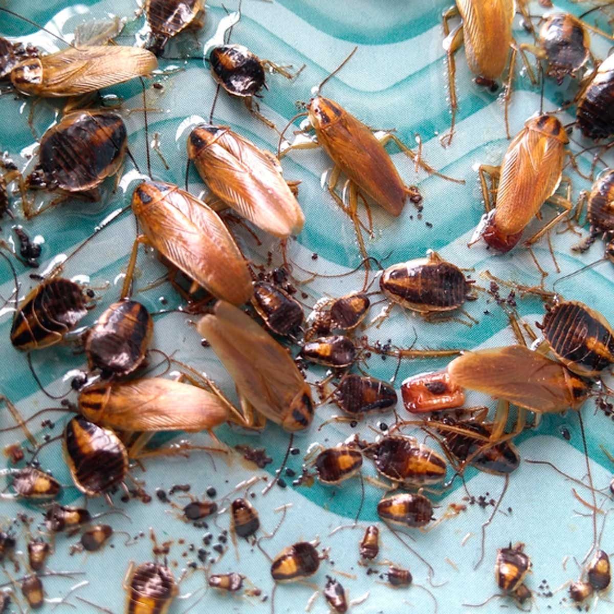Cockroaches crawl on a textured surface, creating a chaotic scene with numerous insects visible amidst debris, suggesting an unsanitary environment.
