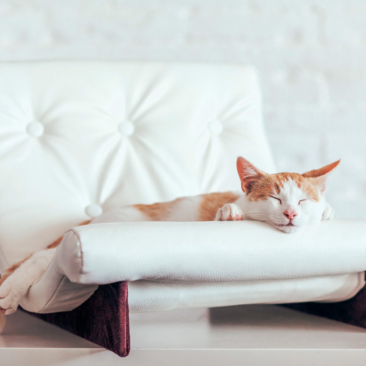 A cat sleeps contentedly on a sleek, white cushion, with a minimalistic, softly lit background featuring a textured wall.