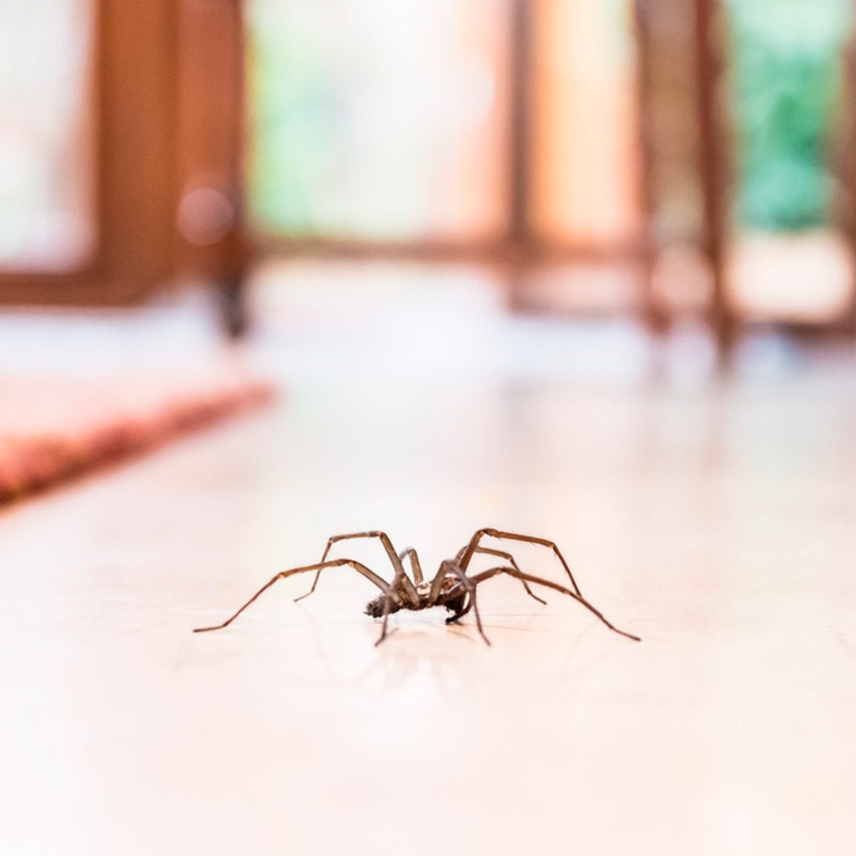 A spider crawls across a smooth floor in a well-lit interior space, with blurred background showing furniture and a decorative rug.