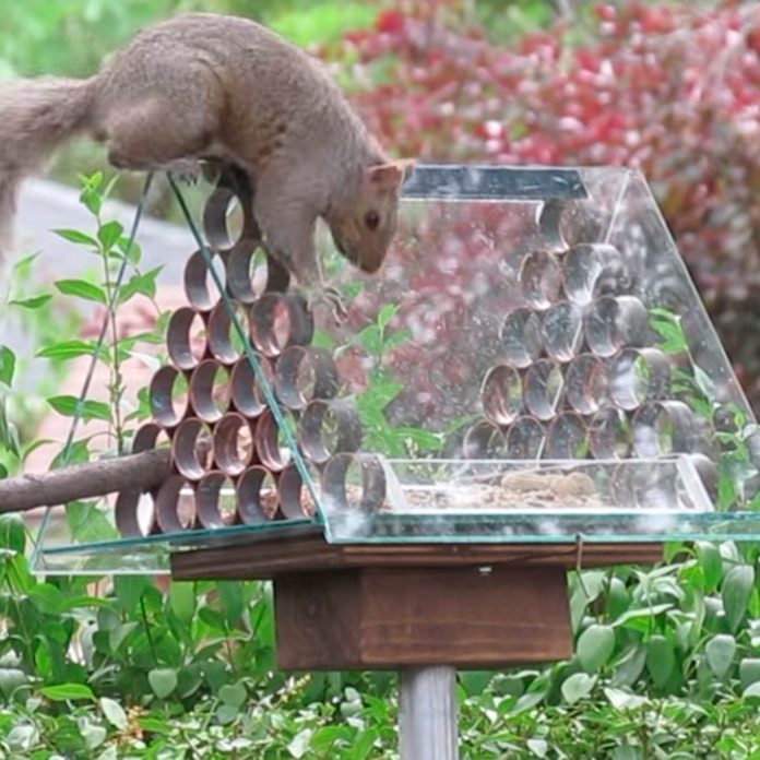 squirrel