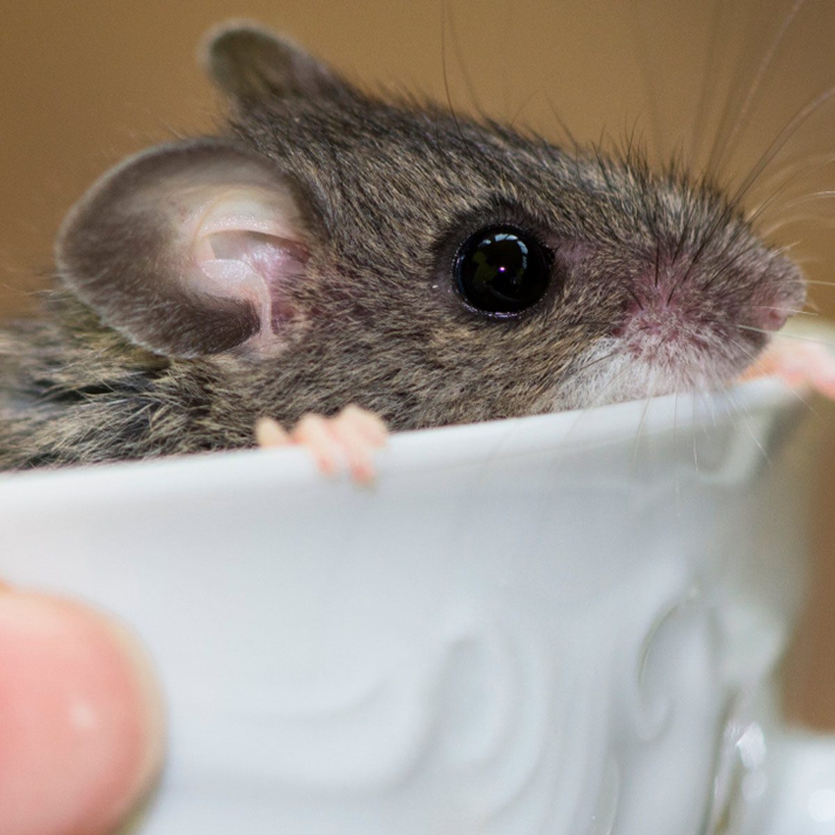 A small mouse peeks over the edge of a white cup, with its hands resting on the rim, set against a blurred background.